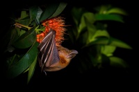 Kalon ramenaty - Cynopterus brachyotis - Lesser Short-nosed Fruit Bat 0841